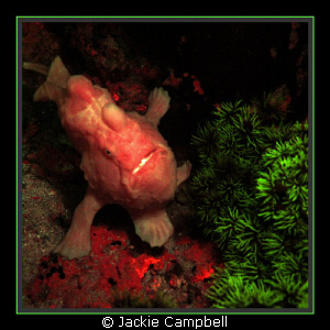 UV excited frogfish and corals....
UV filters and UV exc... by Jackie Campbell 